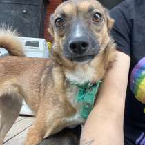 Маленькая хорошенькая собачка, в Санкт-Петербурге