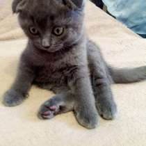 Шотландське вісловухе кошеня, в г.Хмельницкий