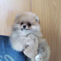 Померанский шпиц. Мини и мелкий стандарт, в г.Берлин