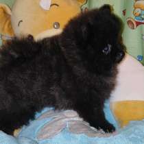 Померанский шпиц. Black girl, в г.Bargenstedt