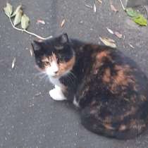 Удивительная лапочка-кошечка, в Санкт-Петербурге