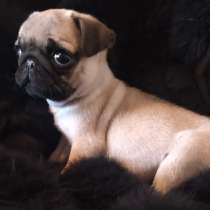 Мопс, в г.Berg