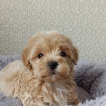 Карамельный мини мальчик мальтипу, в г.Брилле