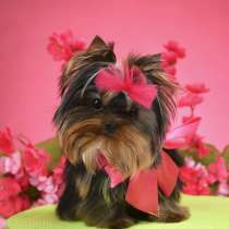 Щенки Йоркширского терьера. Стандартная девочка, в Москве