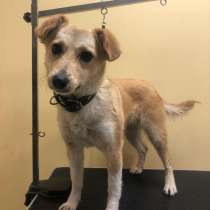 Маленькая веселая собачка, 1 годик, в Санкт-Петербурге