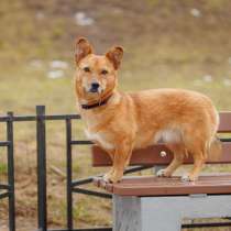 Очень спокойная маленькая собачка-компаньон, в Санкт-Петербурге