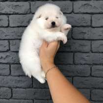 Чистокровные щенки шпица, в г.Берлин