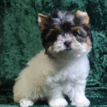 Бивер йоркширский терьер. Мини, в г.Osburg