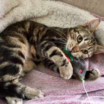 Миниатюрная кошечка-мурлыка, в Санкт-Петербурге