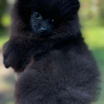 Померанский шпиц. Black, в г.Ной-Изенбург