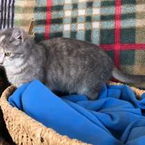 Кошечка Мия, в Краснодаре