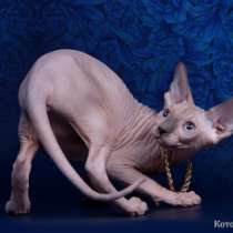 Питомник Эльфов, бамбино, Двэльфов, сфинксов, в Находке