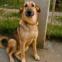 Малышка - метис немецкой овчарки в добрые руки!, в Москве