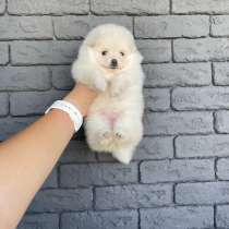 Щенок шпица, в г.Яссы