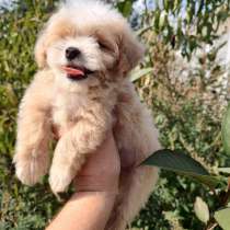 Мальтипу F - 1. Микро мини, в г.Берлин