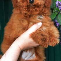 Той пудель. Red, в г.Берлин