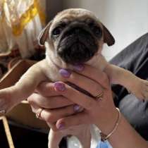 Щенки мопс, в Нижнем Новгороде