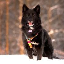 Красавица Рита в добрые руки, в Москве