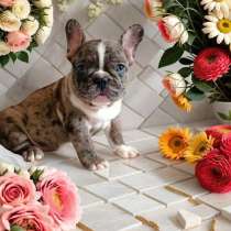 French bulldog. Boy, в г.Берлин