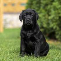 Лабрадор - ретривер. Black, в г.Бремен