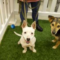 Маленькая умная собачка ищет дом, в Санкт-Петербурге