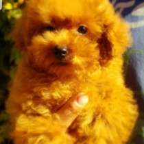 Той пудель. Red, в г.Берлин