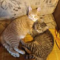 Уютные котейки, в Санкт-Петербурге