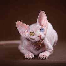 Эльф, бамбино, Канадский сфинкс, котята, в Москве