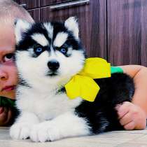 Красавцы щенки хаски разных окрасов, в Серпухове