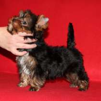 Щенки Йоркширского терьера. Стандартная девочка. Беби-фейс, в Москве
