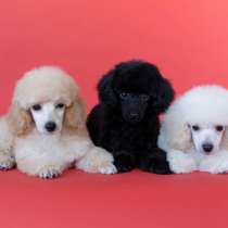 Щенки той пуделя, в г.Рамат-Ган