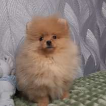 Померанский шпиц. Orange girl, в г.Freisen