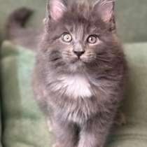 Породистые котята Мейн-куны, в Екатеринбурге