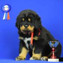 Друг-охранник, в г.Дечин