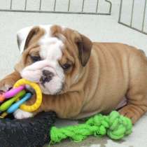 Великолепные щенки английского бульдога доступны, в г.Mocksville