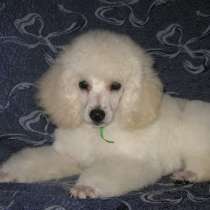 Пудель карликовый. White. С документами, в г.Измир