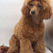 Той пудель, в г.Берлин