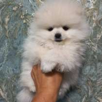 Померанский шпиц. Мини, в г.Карлсруэ