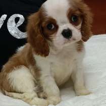 Кавалер - Кинг - Чарльз спаниель, в г.Ремшайд