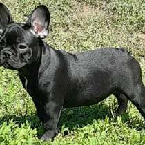 Французский бульдог, в г.Папенбург