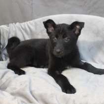 Черный щенок со звездочкой на груди, в Санкт-Петербурге