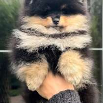 Померанский шпиц. Мишка, в г.Стамбул