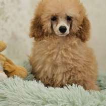 Toy puddle. Apricot boy, в г.Berg