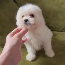 Мальтипу девочка, в г.Майнц