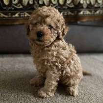 Poodle. Cappuccino, в г.Берлин