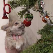 Лиловый чихуахуа мальчик дш Москва, в Москве