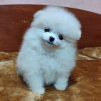 Померанский шпиц, в г.Bismark