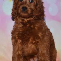 Кокапу, в г.Фюрстенфельдбрук