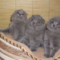 Шотландские котята голубого окраса, в Москве