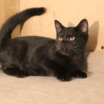 Грациозные угольно-черные котята, в Санкт-Петербурге